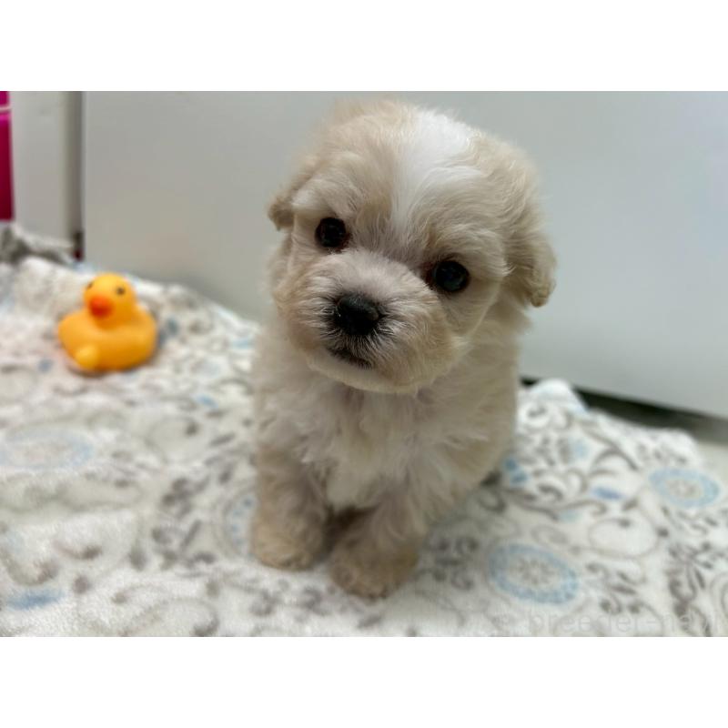 販売中の茨城県のマルプー:マルチーズ×トイプードル-455016の9枚目