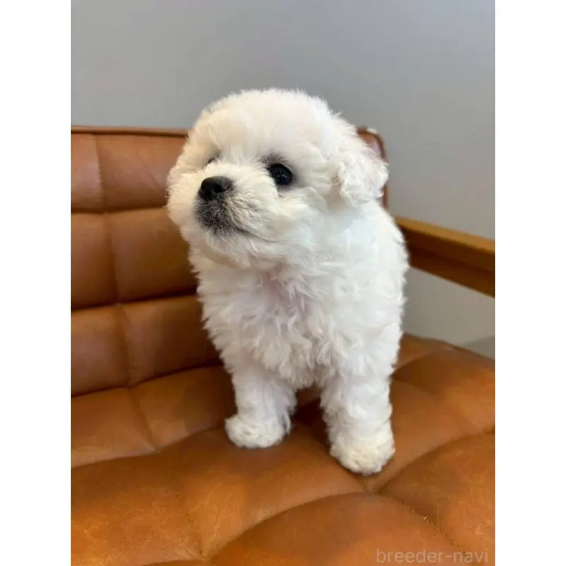 販売中の北海道のビションフリーゼ-455015の2枚目