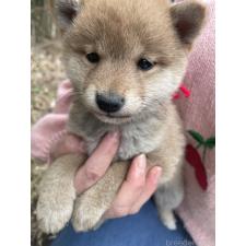 オンライン見学