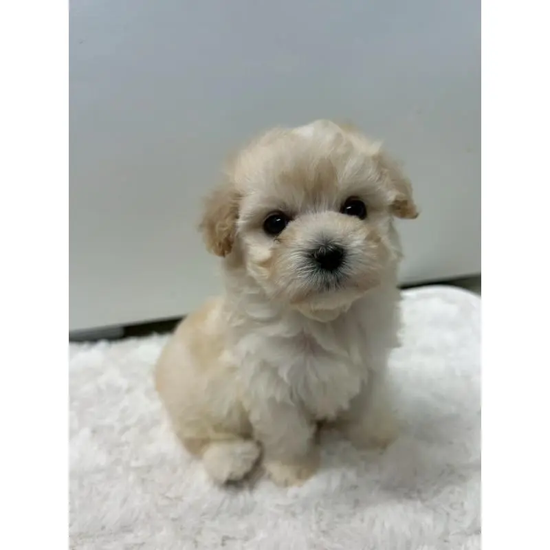 販売中の茨城県のマルプー:マルチーズ×トイプードル-455018の15枚目