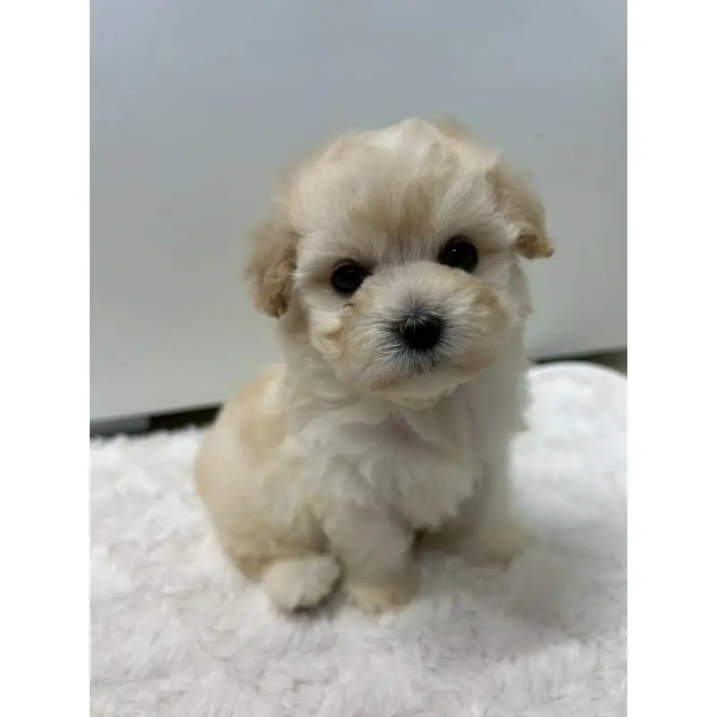 販売中の茨城県のマルプー:マルチーズ×トイプードル-455018の13枚目