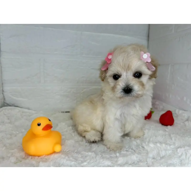 販売中の茨城県のマルプー:マルチーズ×トイプードル-455018の12枚目