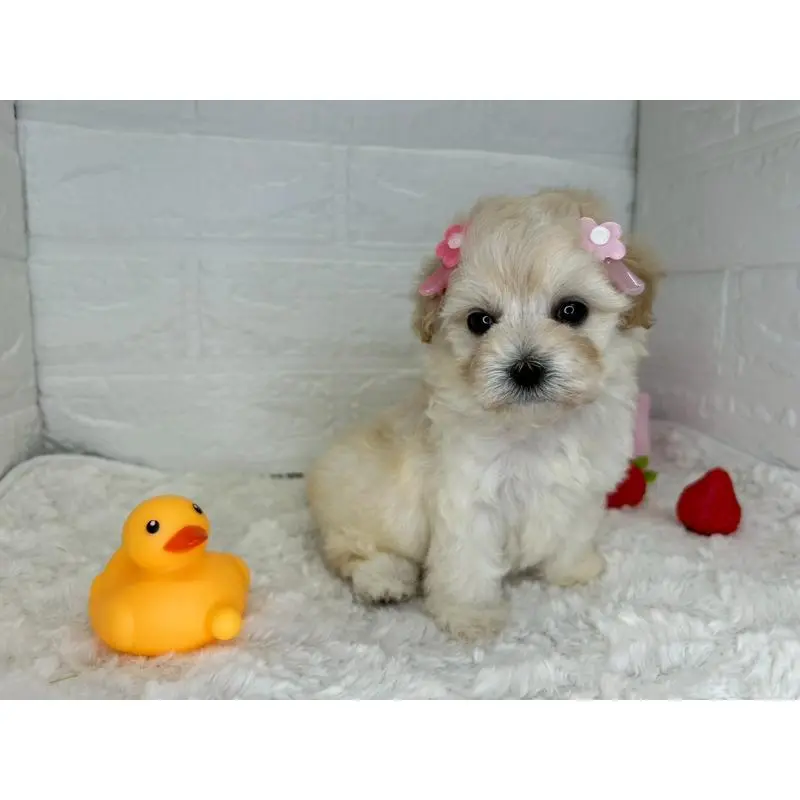 販売中の茨城県のマルプー:マルチーズ×トイプードル-455018の11枚目