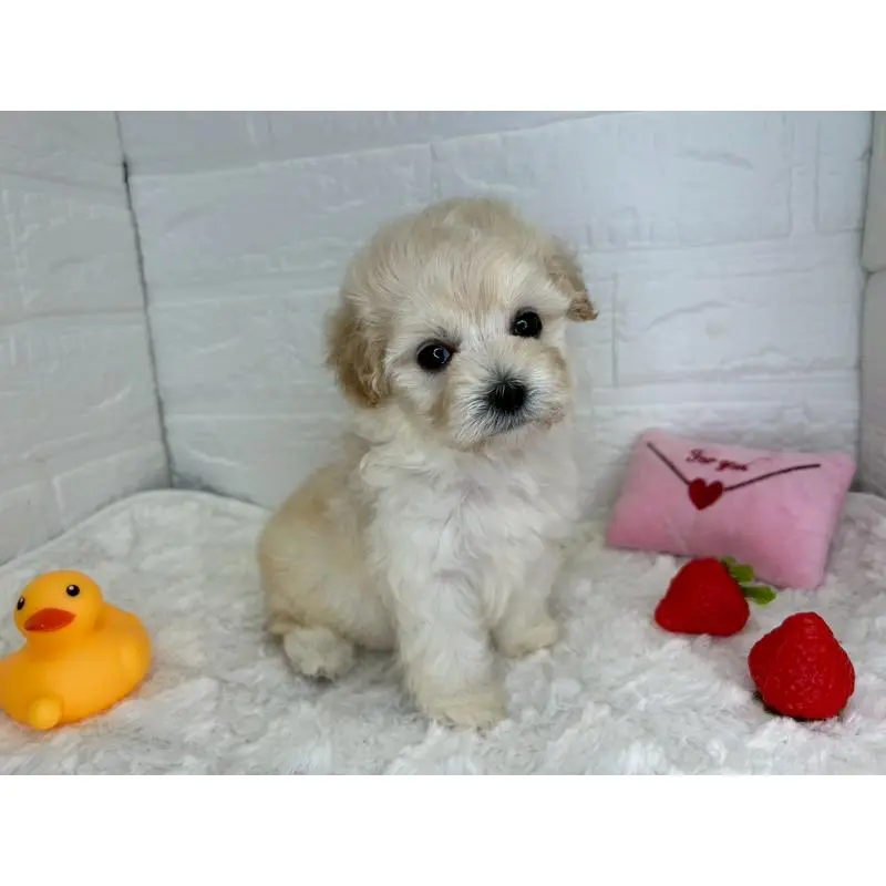 販売中の茨城県のマルプー:マルチーズ×トイプードル-455018の9枚目