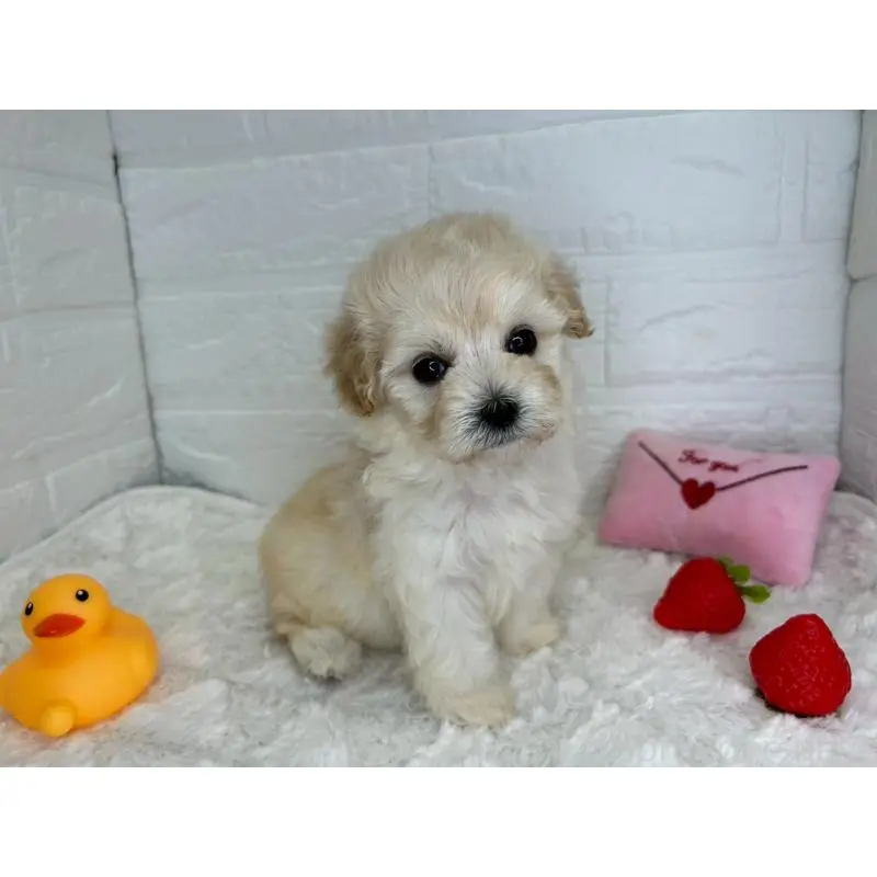 販売中の茨城県のマルプー:マルチーズ×トイプードル-455018の8枚目