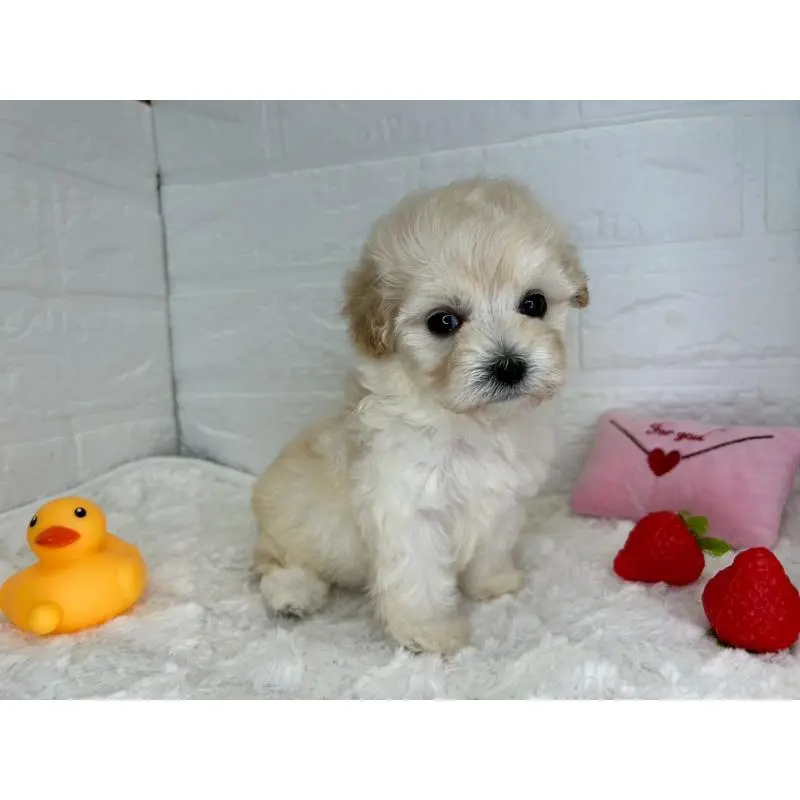 販売中の茨城県のマルプー:マルチーズ×トイプードル-455018の7枚目