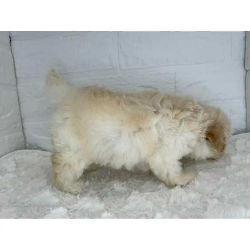 販売中の茨城県のマルプー:マルチーズ×トイプードル-455018の6枚目