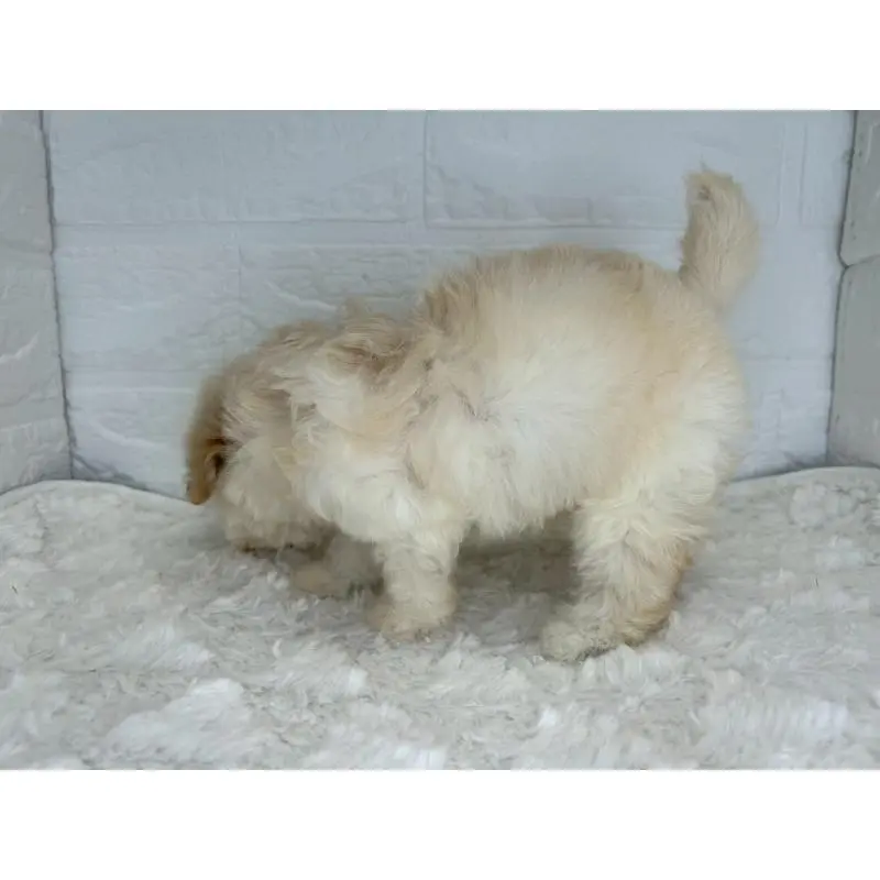 販売中の茨城県のマルプー:マルチーズ×トイプードル-455018の5枚目