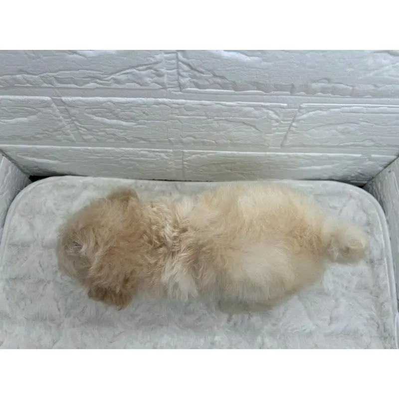 販売中の茨城県のマルプー:マルチーズ×トイプードル-455018の4枚目