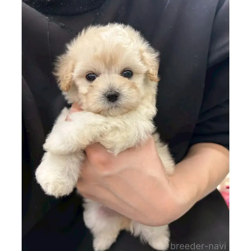 販売中の茨城県のマルプー:マルチーズ×トイプードル-455018の3枚目