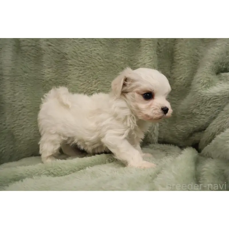 販売中の東京都のマルチーズ-455019の5枚目