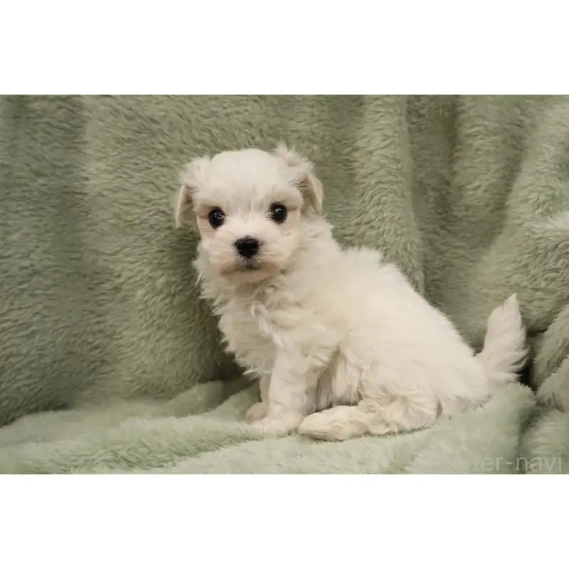 販売中の東京都のマルチーズ-455019の4枚目