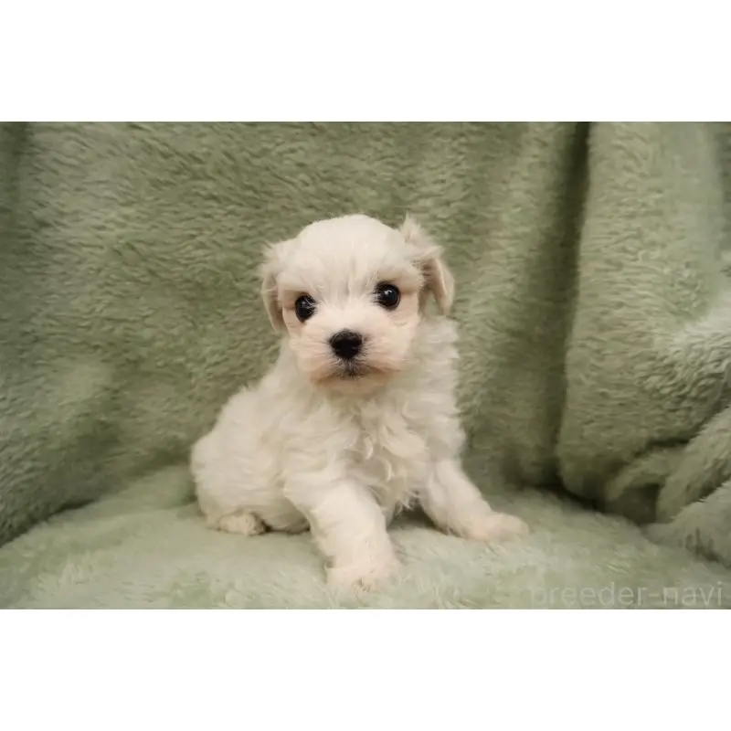 販売中の東京都のマルチーズ-455019の3枚目