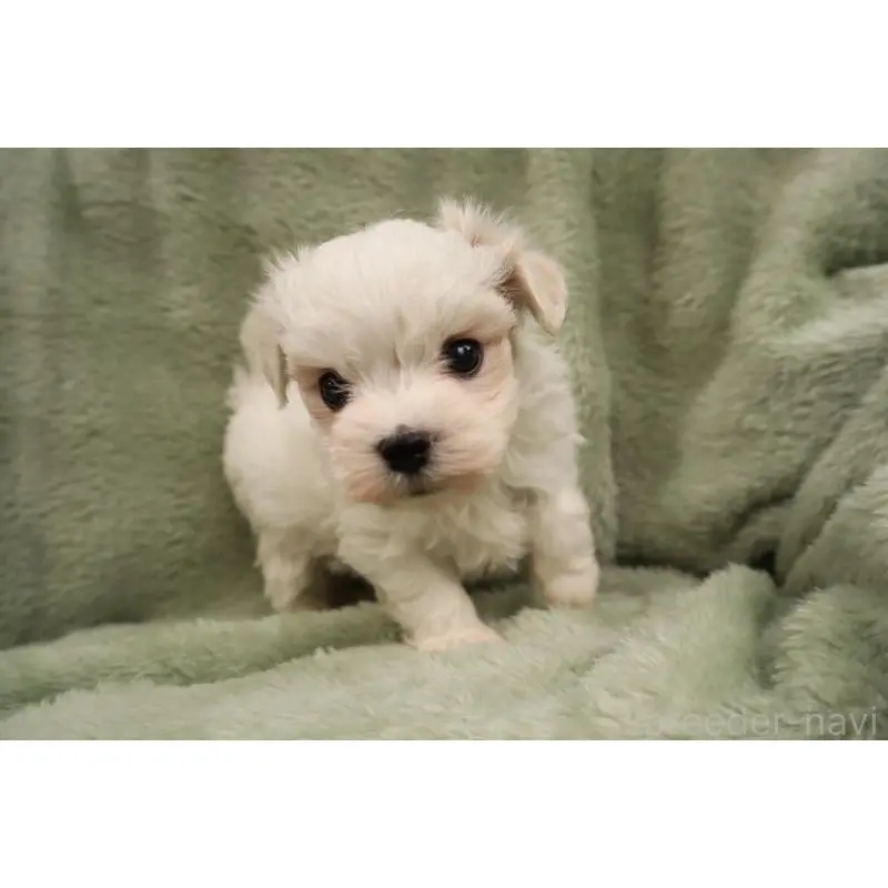 販売中の東京都のマルチーズ-455019の2枚目