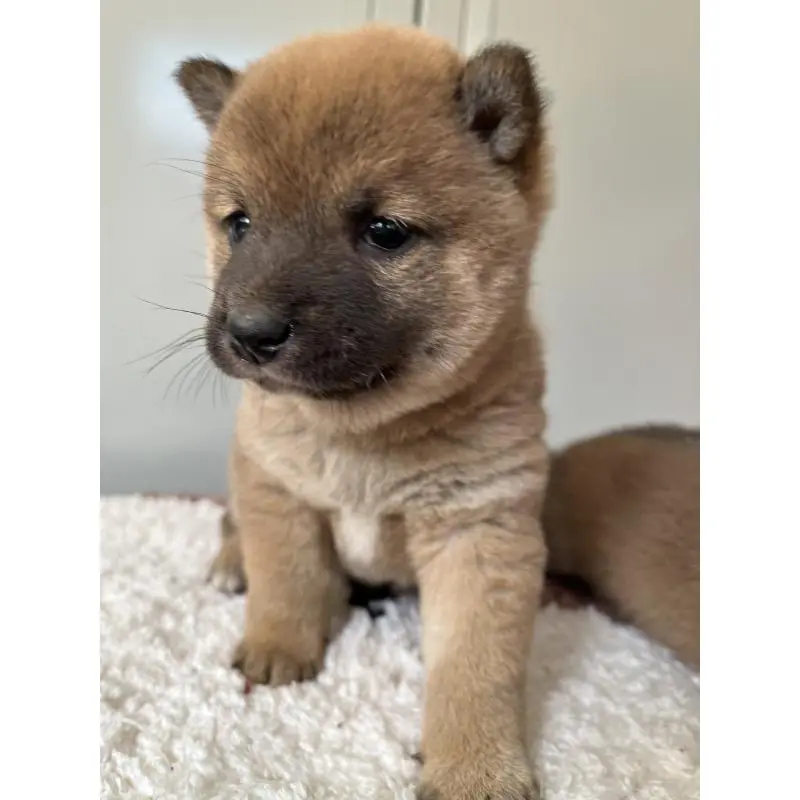 販売中の大分県の豆柴-455022の4枚目