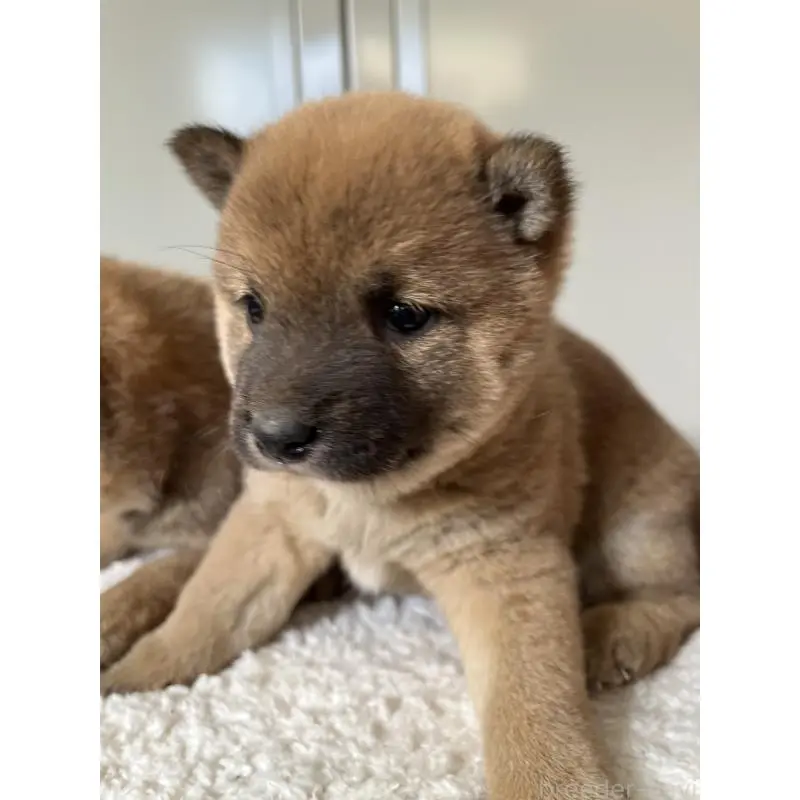 販売中の大分県の豆柴-455022の3枚目