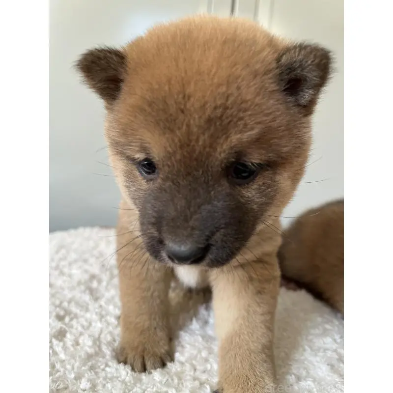 販売中の大分県の豆柴-455022の2枚目