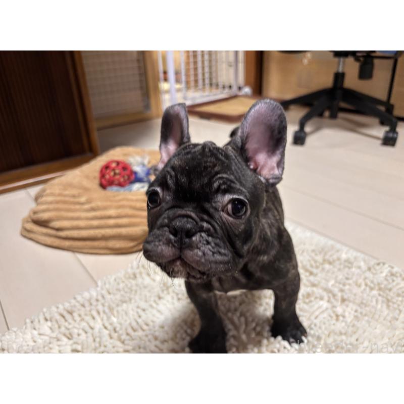 販売中の三重県のフレンチブルドッグ-437137