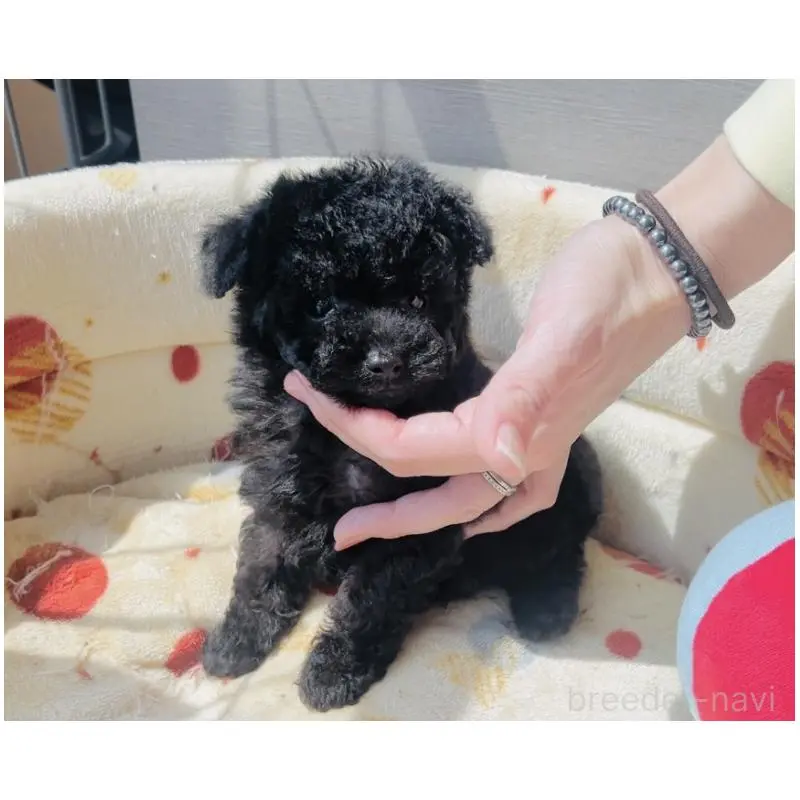 販売中の福岡県のティーカッププードル-455024の5枚目