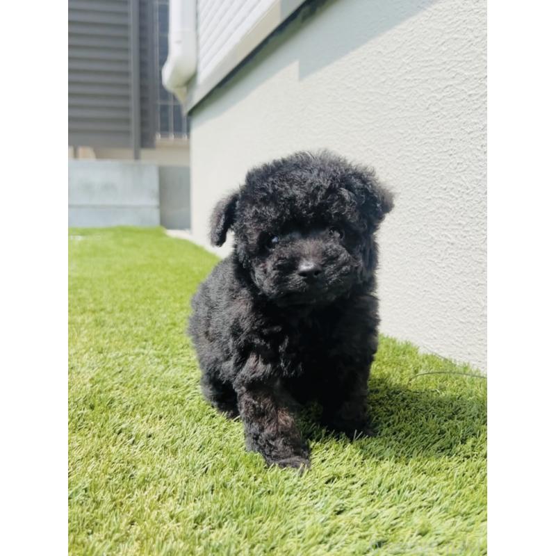 販売中の福岡県のティーカッププードル-455024の4枚目