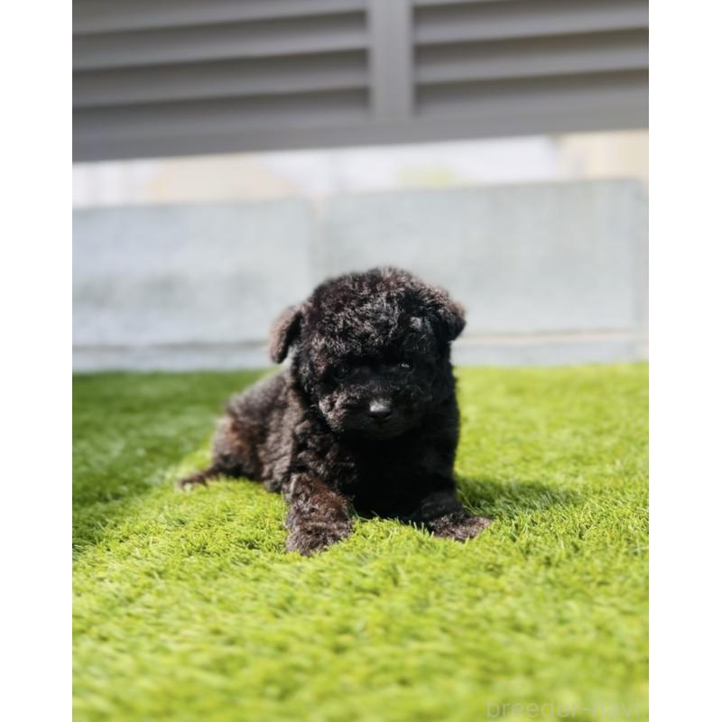 販売中の福岡県のティーカッププードル-455024の3枚目