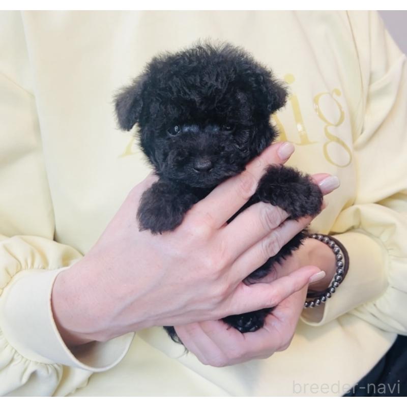 販売中の福岡県のティーカッププードル-455024の2枚目