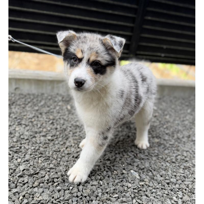 販売中の山梨県のオゥスキー:オーストラリアンシェパード×ハスキー-441736