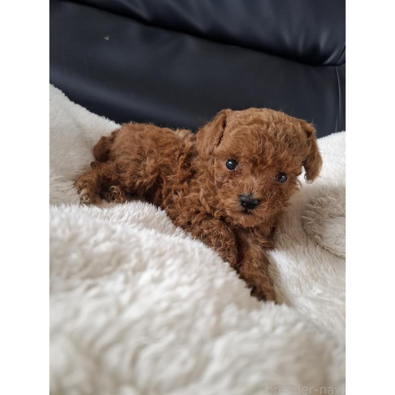 販売中の佐賀県のトイプードル-455027の2枚目