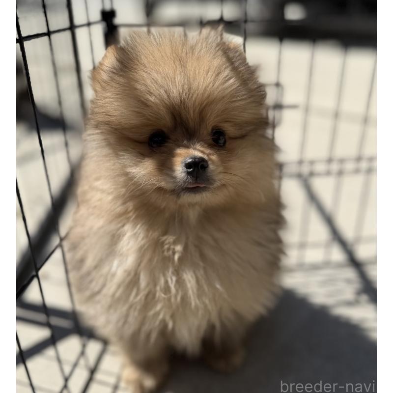 販売中の山梨県のポメラニアン-436995の9枚目