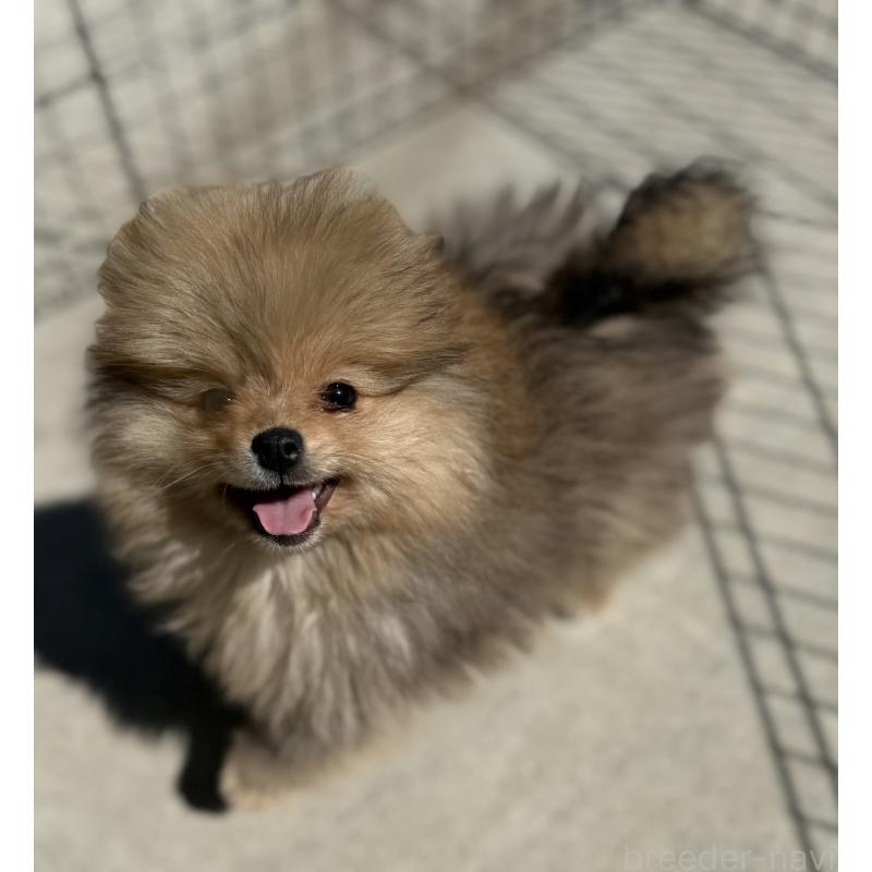 販売中の山梨県のポメラニアン-436995の8枚目
