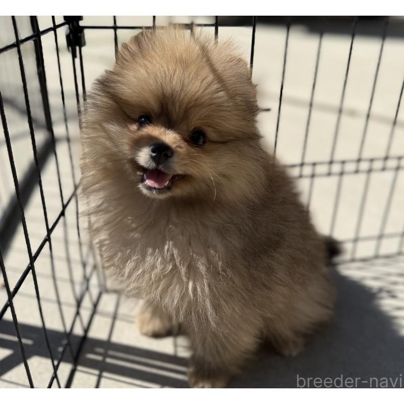 販売中の山梨県のポメラニアン-436995の7枚目