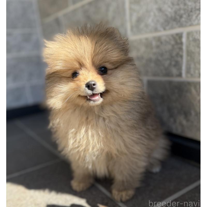 販売中の山梨県のポメラニアン-436995の6枚目