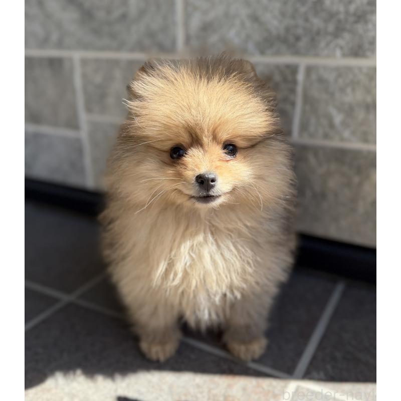販売中の山梨県のポメラニアン-436995の5枚目