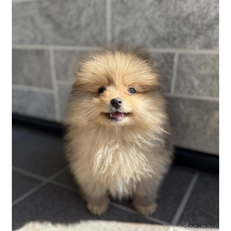 販売中の山梨県のポメラニアン-436995の4枚目