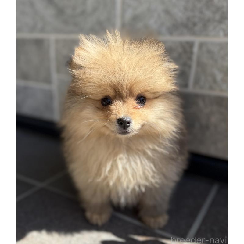 販売中の山梨県のポメラニアン-436995の3枚目