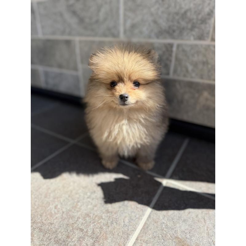 販売中の山梨県のポメラニアン-436995の2枚目