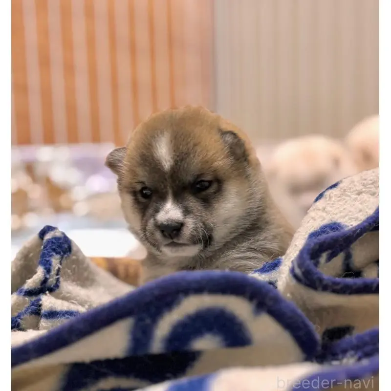 販売中の和歌山県の豆柴-455029の7枚目