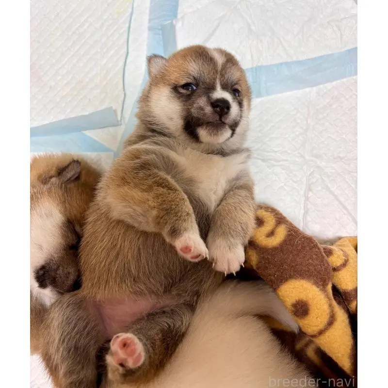 販売中の和歌山県の豆柴-455029の6枚目