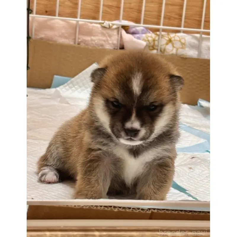 販売中の和歌山県の豆柴-455029の5枚目