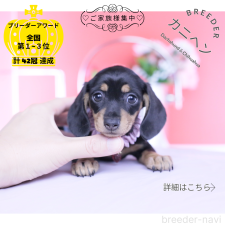 ♀︎カニンヘンダックスフンド(スムースヘアード)