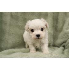 オンライン見学