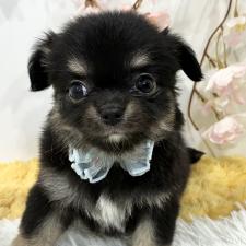 オンライン見学