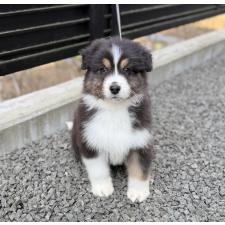 ♀︎オーストラリアンシェパード