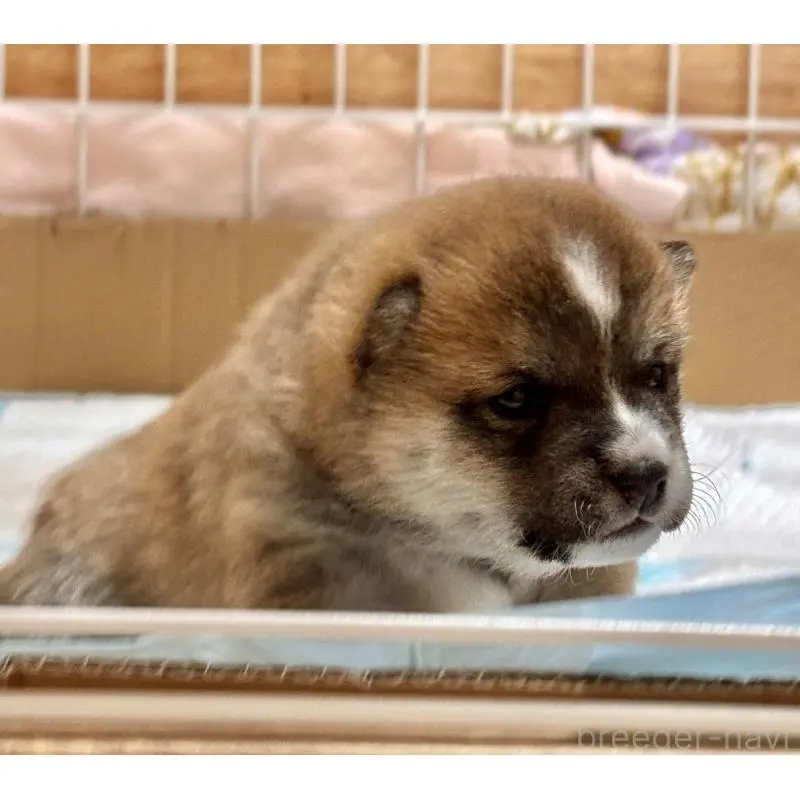 販売中の和歌山県の豆柴-455029の3枚目