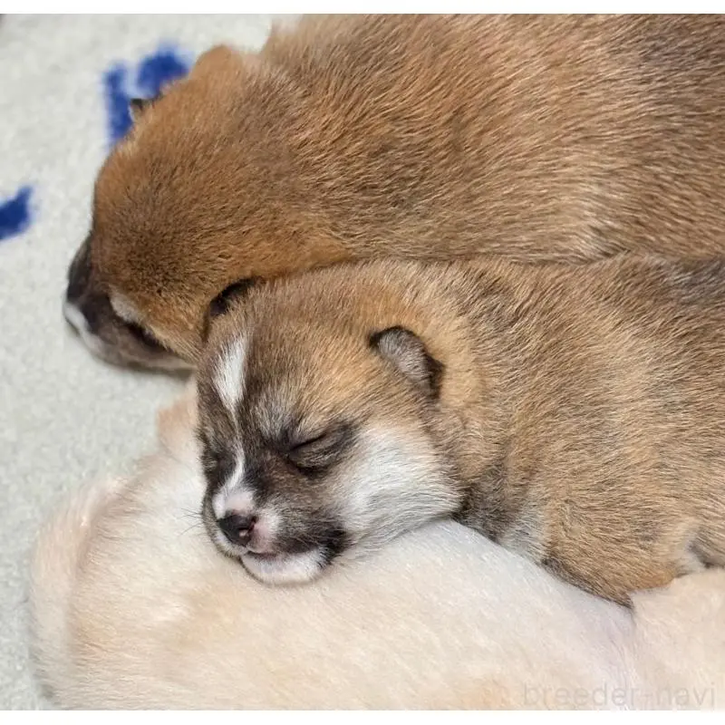 販売中の和歌山県の豆柴-455029の2枚目