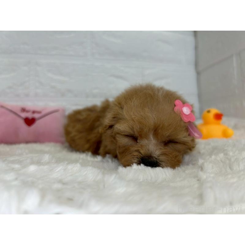 販売中の茨城県のマルプー:マルチーズ×トイプードル-455030の14枚目