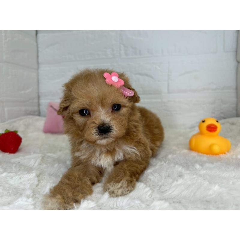 販売中の茨城県のマルプー:マルチーズ×トイプードル-455030の12枚目