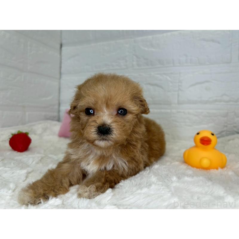 販売中の茨城県のマルプー:マルチーズ×トイプードル-455030の11枚目