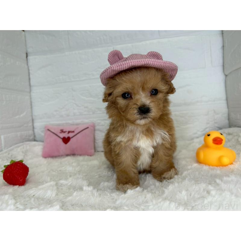 販売中の茨城県のマルプー:マルチーズ×トイプードル-455030の10枚目