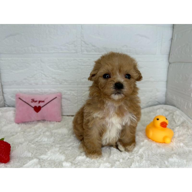 販売中の茨城県のマルプー:マルチーズ×トイプードル-455030の9枚目